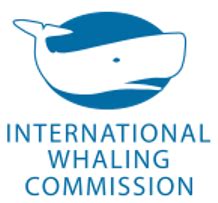 iwc whaling wiki|countries where whaling is legal.